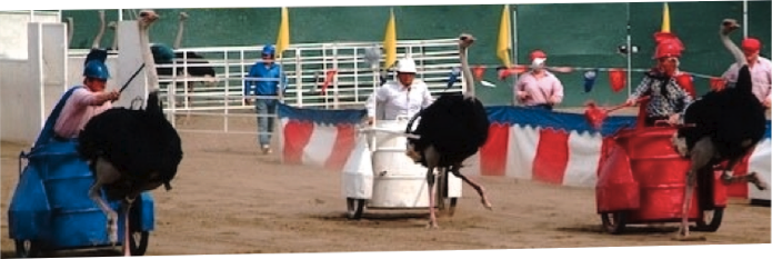 ostrich chariot races